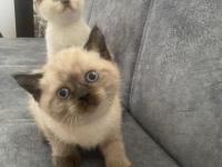 41 Günlük Yavru Oyun Sever British Yavru Kedimiz