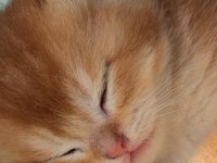 %100 Safkan Ny12 British Shorthair Bebeklerimiz