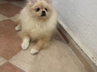 Üst düzey prenses pomeranian