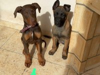 Kızıl Doberman 4 Aylık Dişi