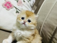 Yavru British Longhair Kedimize Yuva Arıyoruz
