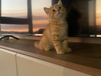 Tatlı Ve Oyuncu British Shorthair