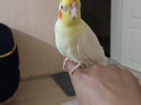 İnsan Aşığı Sultan Papağanımız