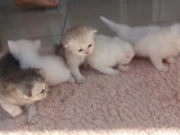 Sahiplendirilmek Üzere Muhteşem Yavru Kediler