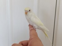 1 aylık yavru dişi muhabbet kuşumuz