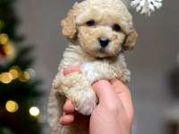 Toy poodle yavrumuz yeni ailesını bekliyor
