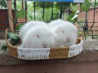Hollanda Teddy Lop 2 Aylık Tavşan Yavrular