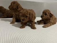 Safkan Toy Poodle Yavrularımız