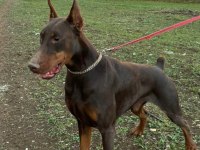 Şampiyon Üreticiden Şampiyon Doberman Yavruları