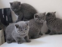 İşletmeden evraklı safkan british shorthair bebekler