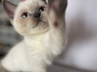 Acil Scottish Straight Yavru İlanı