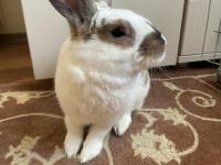 Her şey dahil tavşan