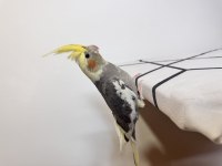 Sultan Papağanı Sahiplendirilecektir