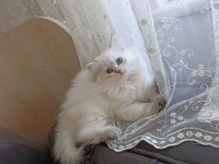 Pamuk Prenses British Longhair