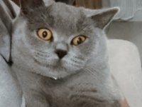 Akıllı kedimiz british shorthair hera