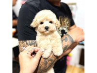 2 Aylık Toy Poodle Köpeklerim