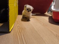 British Shorthair Yavrularımız Hazır