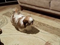 6 Aylık Shih Tzu Rio Yuva Arıyor