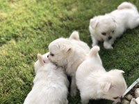 2 Aylık Sevimli Ve Eğitimli Chihuahua Yavrular