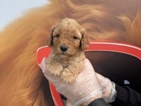 Irk garantili maltipoo yavrularımız