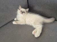 Mavi Gözlü Muhteşem Yavru Ragdoll