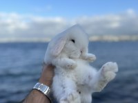 Safkan Hollanda Lop Mini Ve Cüce Tavşanlar Gönderim Var