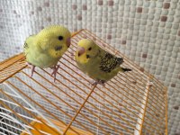 Muhabbet kuşu yavrularımız