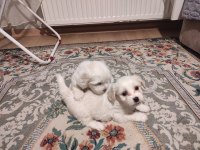 Xs maltese bebeklerimiz