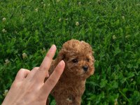 Sağlık Irk Garantili Orjinal Toy Poodle