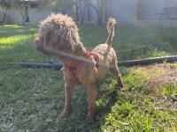 Red Brown Gebe Poodle
