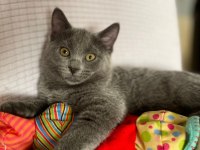 Acil Yavru Russian Blue İlanımız