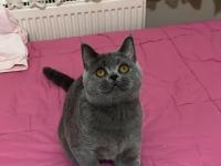 Acil Sahiplendirme 5 Aylık Kedimiz