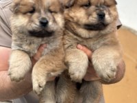 50 Günlük Çin Aslan Yavrularımız