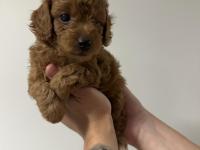 Safkan Toy Poodle Yavrularımız