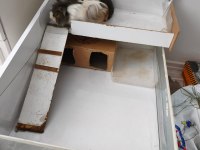 Amerikan Ve Meksikan İki Dişi Ginepig