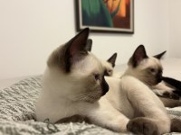 3 Aylık Erkek Siyam Kedisi