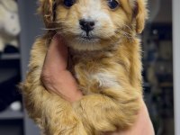 Tüy Dökmeyen Maltipoo Yavrular