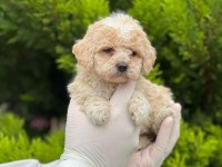 Kampanyalı poodle bebekler