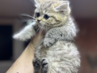 British Longhair Golden Point Dişi Hemen Teslim