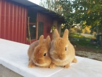 Orjinal Cüce Tavşan Yavruları