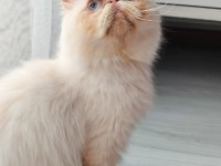 Safkan İran Kedisi Red Point 8 Aylık Erkek