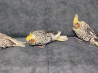 Uysal Oyuncu Sultan Papağanı Bebekler