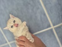 Birinin Yavrularım 3 Erkek 1Dişi