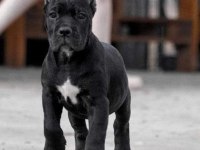Sağlık ve ırk garantili cane corso köpekleri