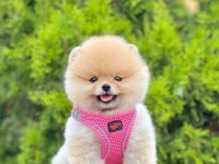 Safkan Pomeranian Boo Köpekler
