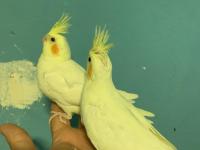 Ele Alıştırmalık Sultan Papağanı Bebekler