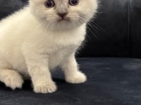 Yeni Yuvalarına Hazır Scottish Yavrular