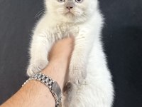 Yeni Yuvalarına Gitmeyi Bekleyen Bebek Kediler