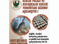 Kınalı ve beyaz keklik palaz ve yumurtası