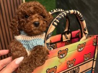 Sevimli Minik Toy Poodle